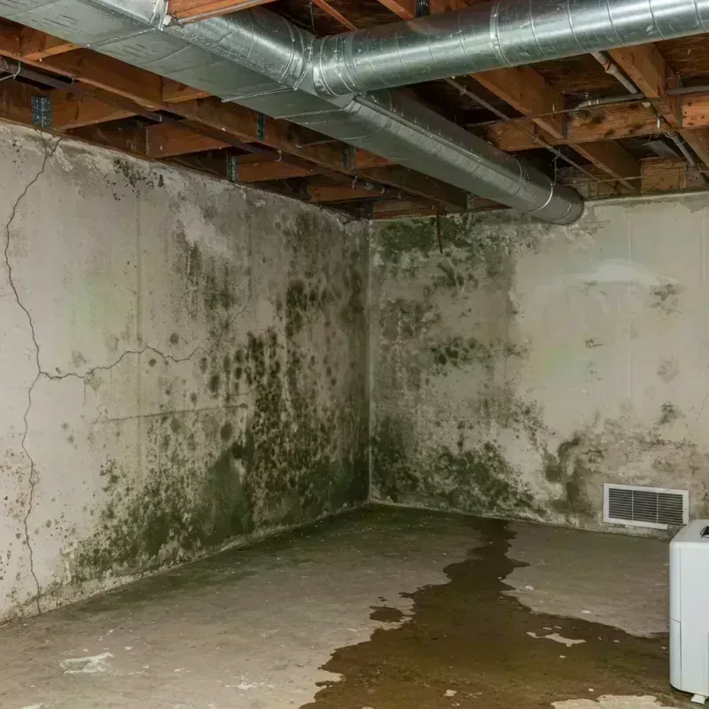 Professional Mold Removal in Dunbar, WV